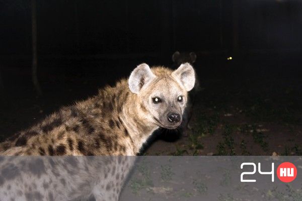 Foltos hiéna - Spotted hyena - szigetieskuvo.hu - Női hiéna péniszét