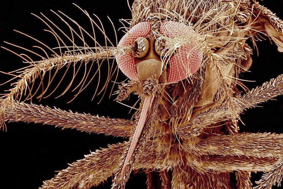 hogyan hordozzák a szúnyogok a férgeket távolítsa el a körgyűrű népi gyógyszereit
