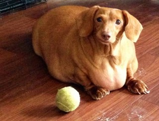 Kutya fogyókúra - Túlsúlyos vagy kifejezetten kövér? Mi kell a fogyáshoz?