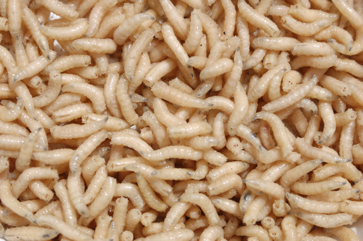 a székletben a pinwormok élnek vagy sem hogyan lehet kimutatni a parazitákat a belekben
