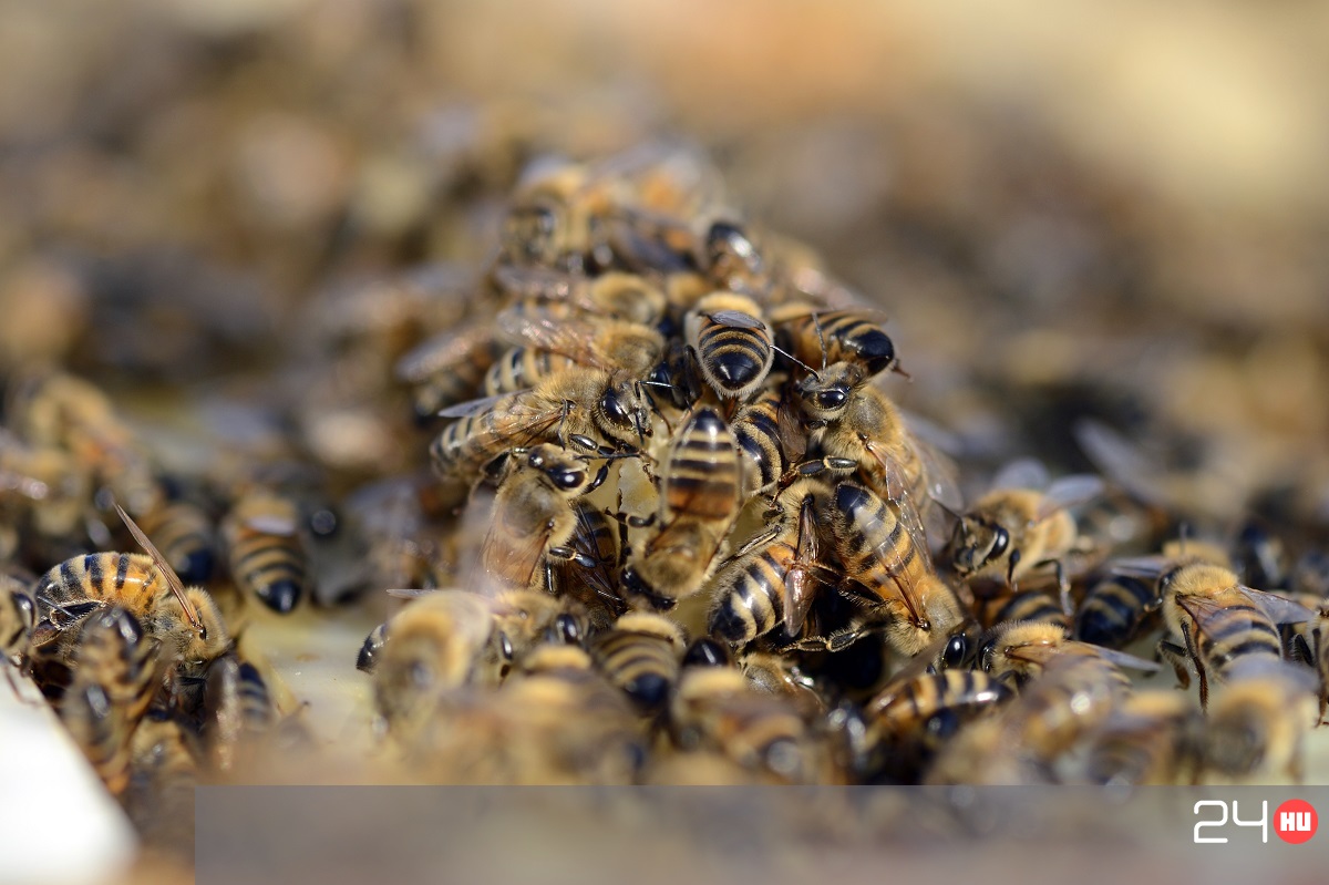 pikkelysömör kezelése méhekkel