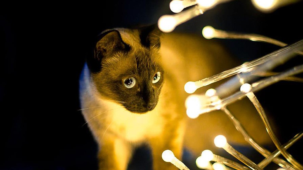 társkereső oldalon macska új év egyedülállók hannoverben