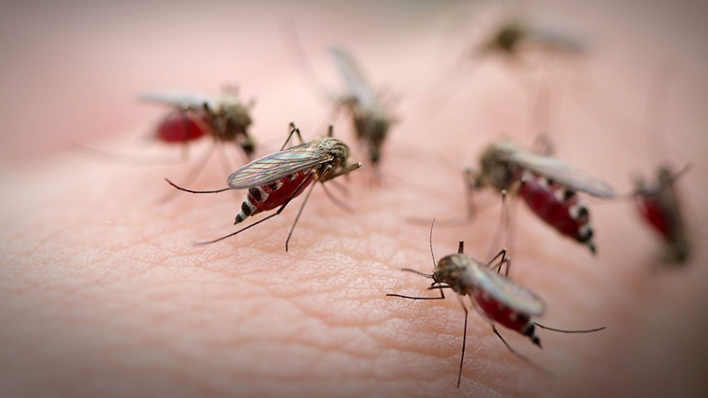 szúnyogok paraziták egészségügyi közlemény a helminták megelőzéséről