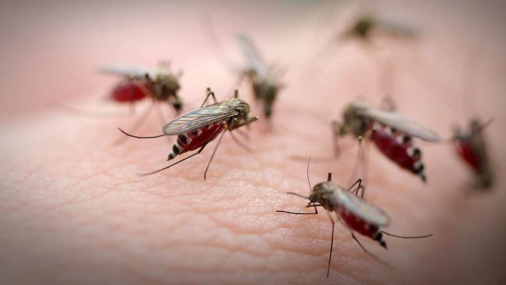 milyen parazitákat hordoznak a szúnyogok