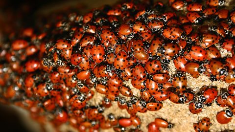 Ladybugs swarming over a rock