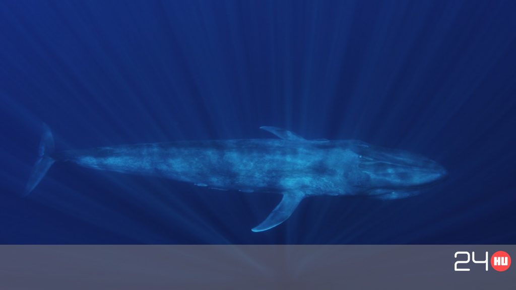 Kék bálna pénisz - Blue whale penis - tangolecke.hu - Bálna kék pénisz