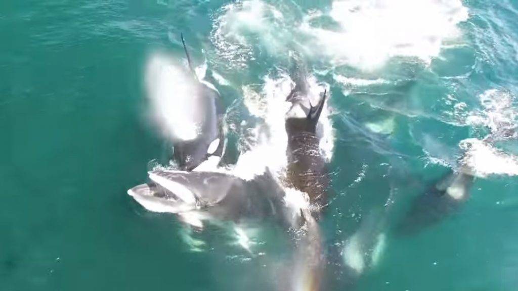 Tavaly álhír volt, idén valóság: delfinek úsztak Velencében | Azonnali