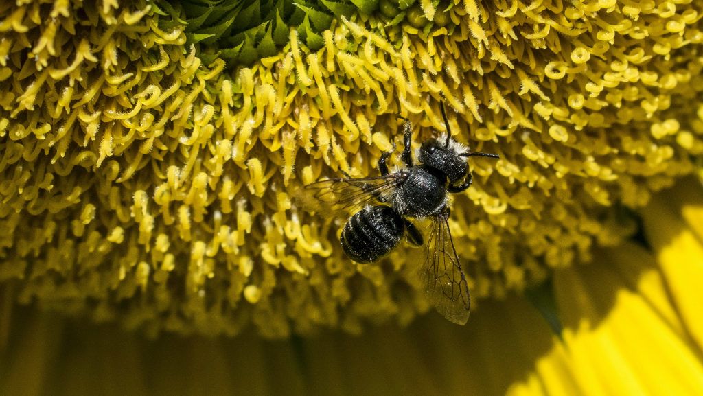 hogyan kezeljük a pikkelysömör méhekkel