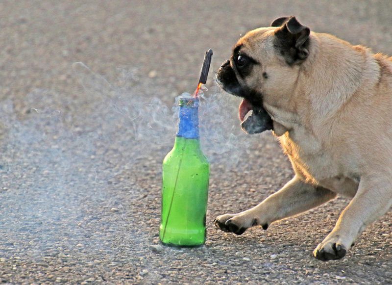 A Pug races up to a bottle (which has a bottle rocket in it and about to launch), slams on its brakes, and reverses course. A neighbor was launching bottle rockets to celebrate Switzerland's National Day. The dog ran off in plenty of time and was not harmed or affected in any way by this experience.