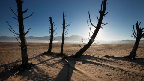 A picture taken on May 10, 2017 shows bare sand and dried tree trunks standing out at Theewaterskloof Dam, which has less than 20% of it's water capacity, near Villiersdorp, about 108km from Cape Town.
South Africa's Western Cape region which includes Cape Town declared a drought disaster on May 22 as the province battled its worst water shortages for 113 years. This dam is the main water source for the city of Cape Town, and there is only 10% of it's usual capacity left for human consumption, at the last 10% is not useable, due to the silt content.  / AFP PHOTO / Rodger BOSCH