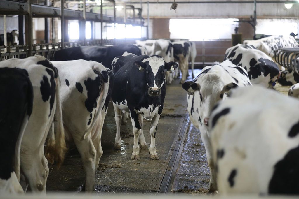 Cows stand in a pen at the Skyline Dairy farm near Grunthal, Manitoba, Canada, on Friday, March 16, 2018. As the U.S. takes aim at Canada's dairy sector as part of attempts to renegotiate the North American Free Trade Agreement (NAFTA), the nation's farmers and processors are forging ahead with some of their biggest expansions and investments in more than a decade. Photographer: Trevor Hagan/Bloomberg via Getty Images