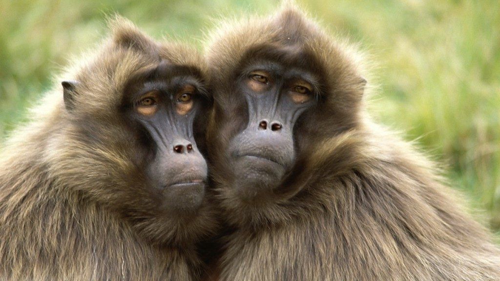 majom felállítása péniszméret merevedéssel és anélkül