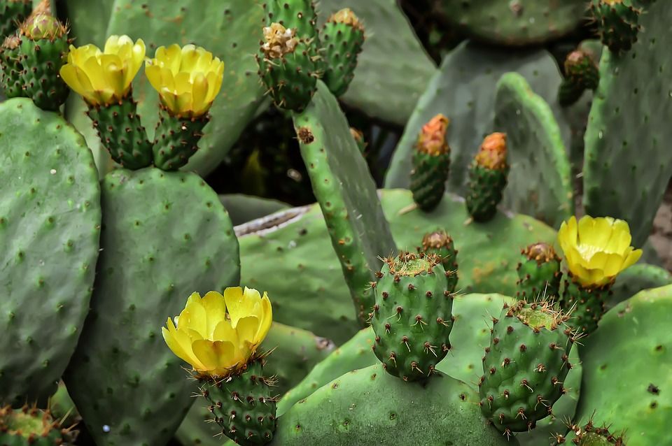 Kaktusz pikkelysömör ellen