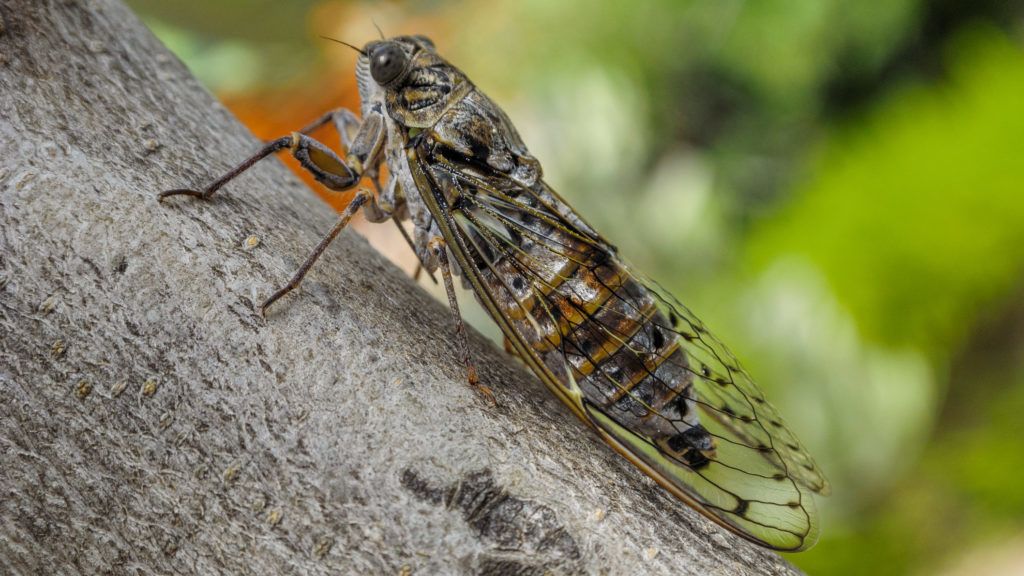 Horrortörténet az állatvilágból | National Geographic A bogár a parazita