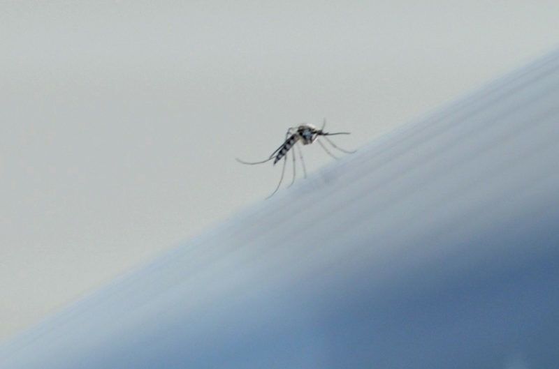 5506694 20.05.2018 Mosquito invasion in the city of Pavlovsk, the Voronezh Region. Uliana Solovyova / Sputnik