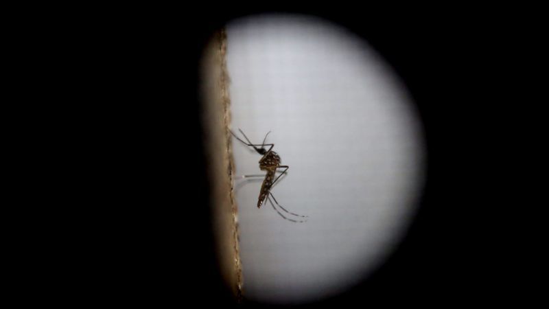Guatemalaváros, 2016. február 2.
A zikavírust terjesztõ egyiptomi csípõszúnyog (Aedes aegypti) egyik példánya a guatemalai fõváros, Guatemalaváros járványügyi intézetében 2016. február 1-jén. Ezen a napon az Egészségügyi Világszervezet, a WHO globális egészségügyi vészhelyzetet hirdetett a zikaláz miatt. (MTI/EPA/Esteban Biba)