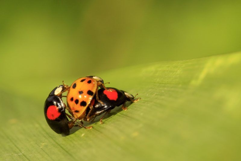 Asian Lady Beetles mating on a leaf France.
Asian ladybugs form of two tasks (Harmonia axyridis conspicua) with the form of nineteen tasks (Harmonia axyridis novemdecimsignata) 
Biosphoto / Samuel Dhier