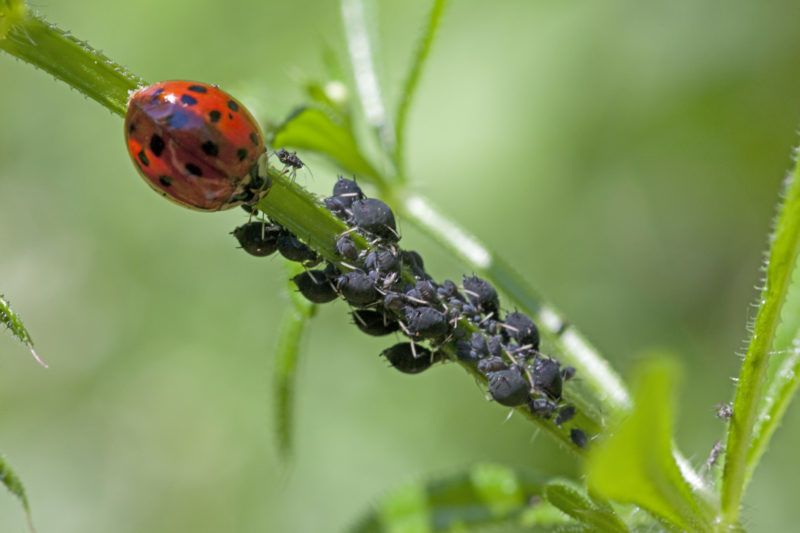 Asian lady beetle (Harmonia axyridis) and Aphids, France. 
 
Biosphoto / Joël Heras