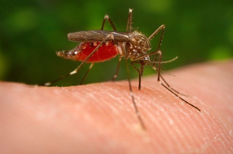 Aedes japonicus - Ã¡zsiai bozÃ³t szÃºnyog
FotÃ³:James Gathany / Centers for Disease Control and Prevention / Wikipedia