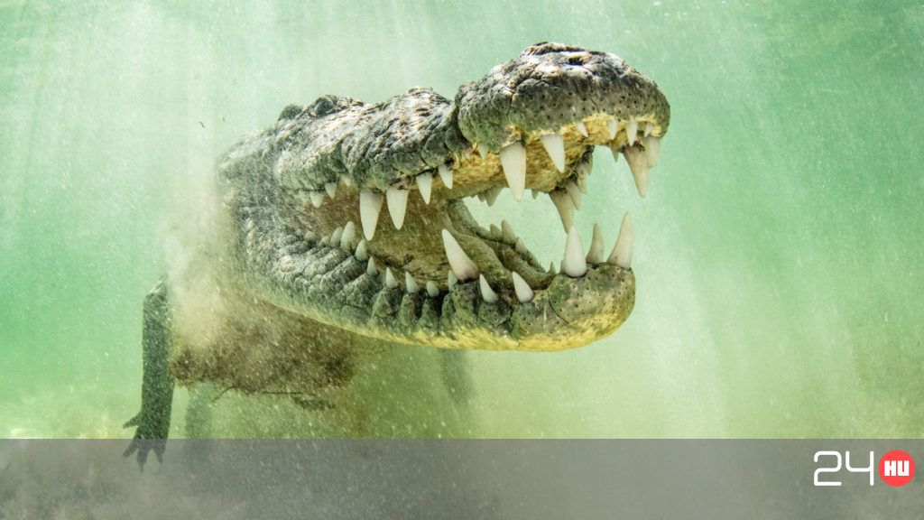Krokodil ölt meg egy vadőrnőt | 24.hu