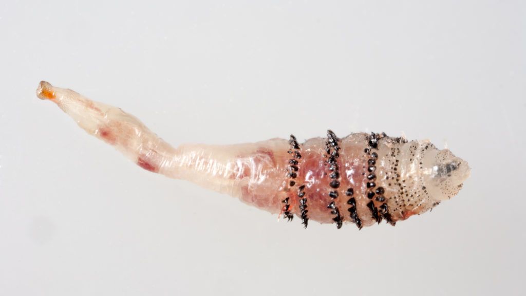 Kagyló bőr paraziták, Mit lehet tenni paraziták ellen? Hogyan vehetjük észre és pusztíthatjuk ki?