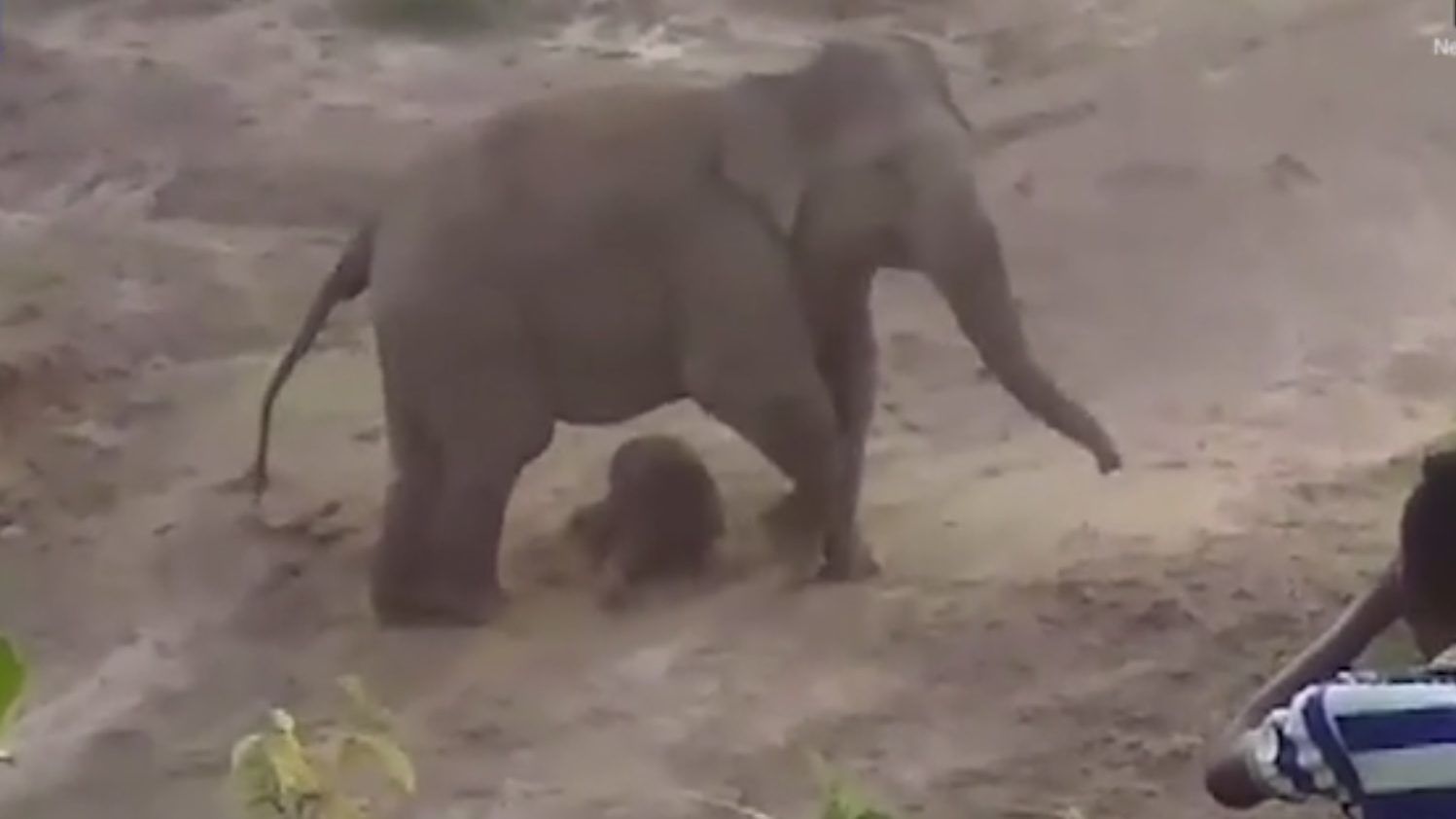 elefánt felállítása a gyakori merevedés zavarja