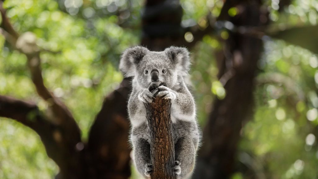 Koala kihalás