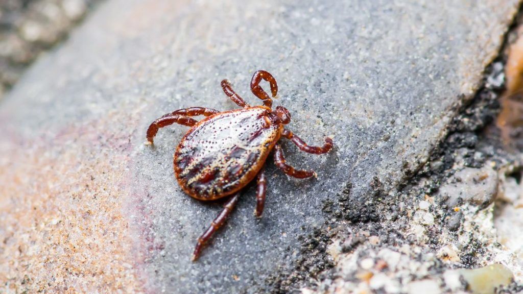 Macro Photo of Encephalitis Virus or Lyme Disease Infected Tick Arachnid Insect Pest Crawling on Ground