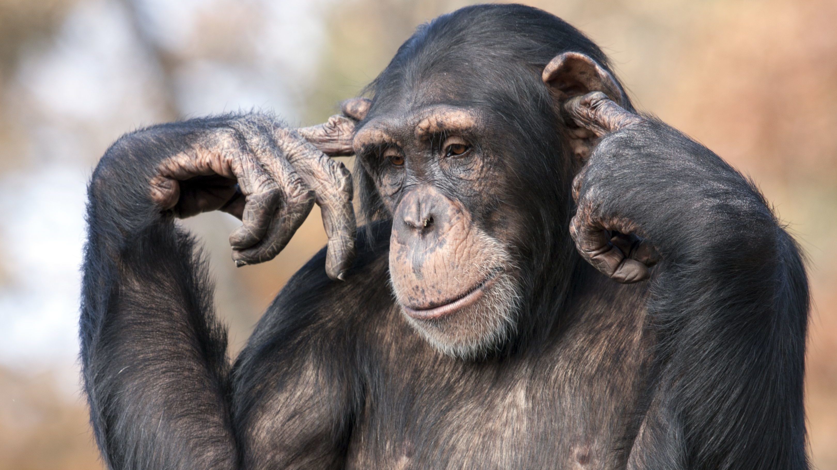 Amit a majmokról feltétlenül tudni kell