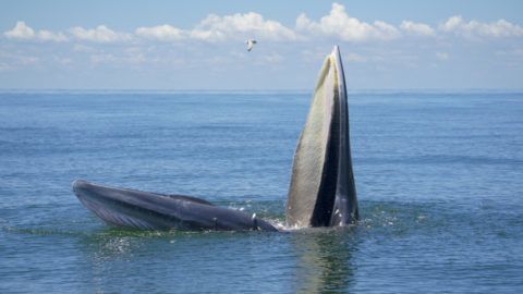 pénisz kék bálna ingyenes tanács a péniszének nagyításáról