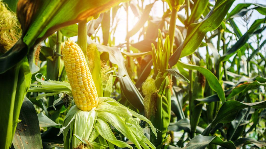 Kukorica kalória – Lehet fogyni kukoricával?