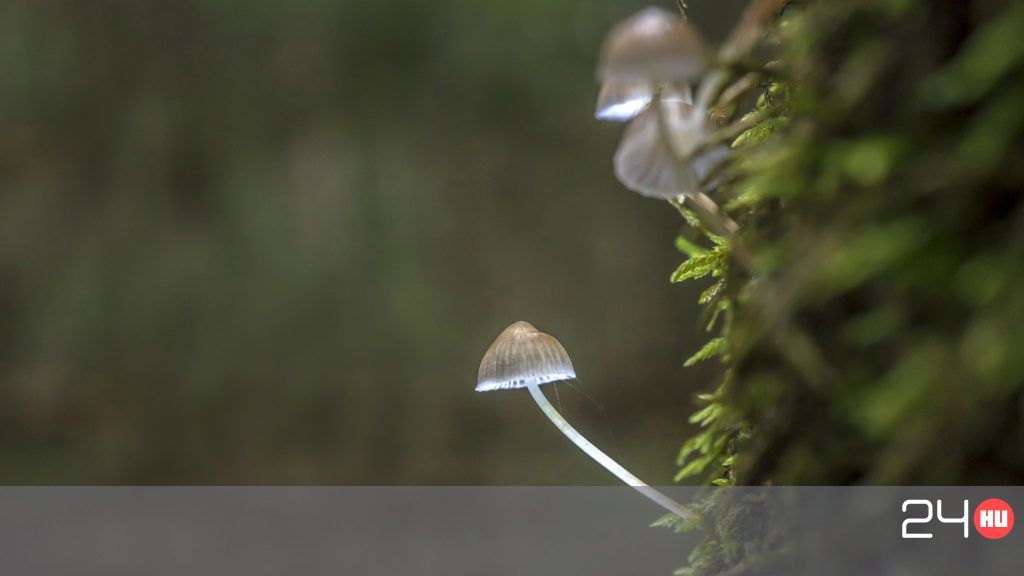 hallucinogén gombák románia