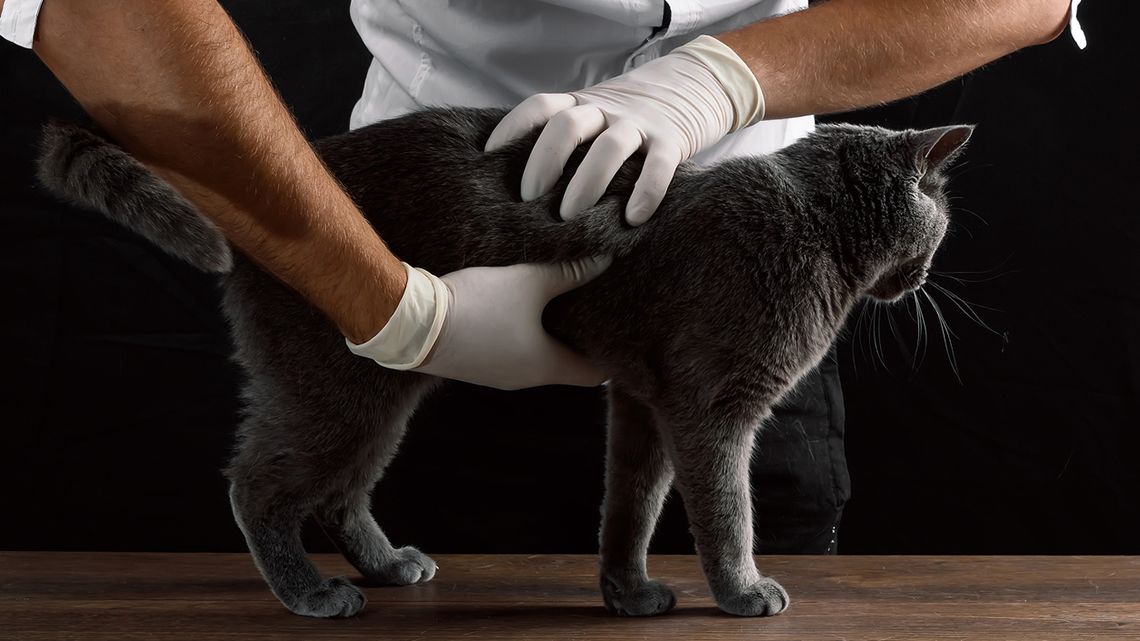 Szívférgesség – Wikipédia - Típusú férgek macskákban és ezek