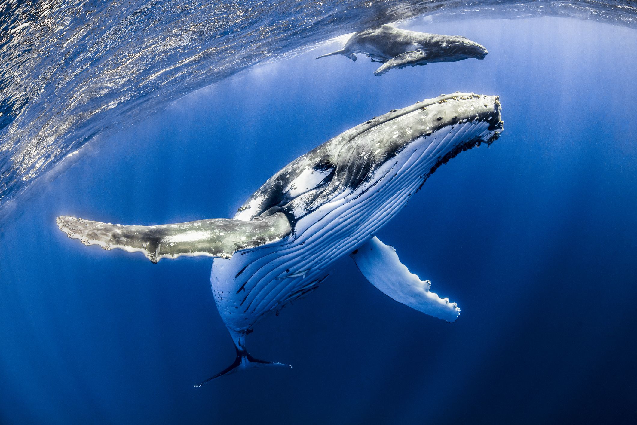 bálna féreg