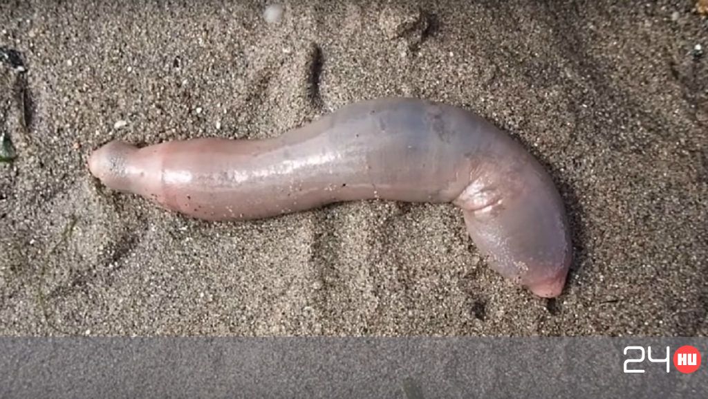 Ez a homok alól, lesből támadó tengeri féreg egy megelevenedett horrorszörny, Tengeri gyurusfereg