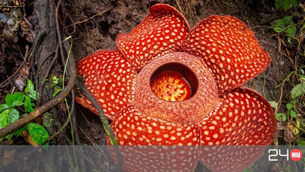 Rafflesia, mint parazita. Parazita növény