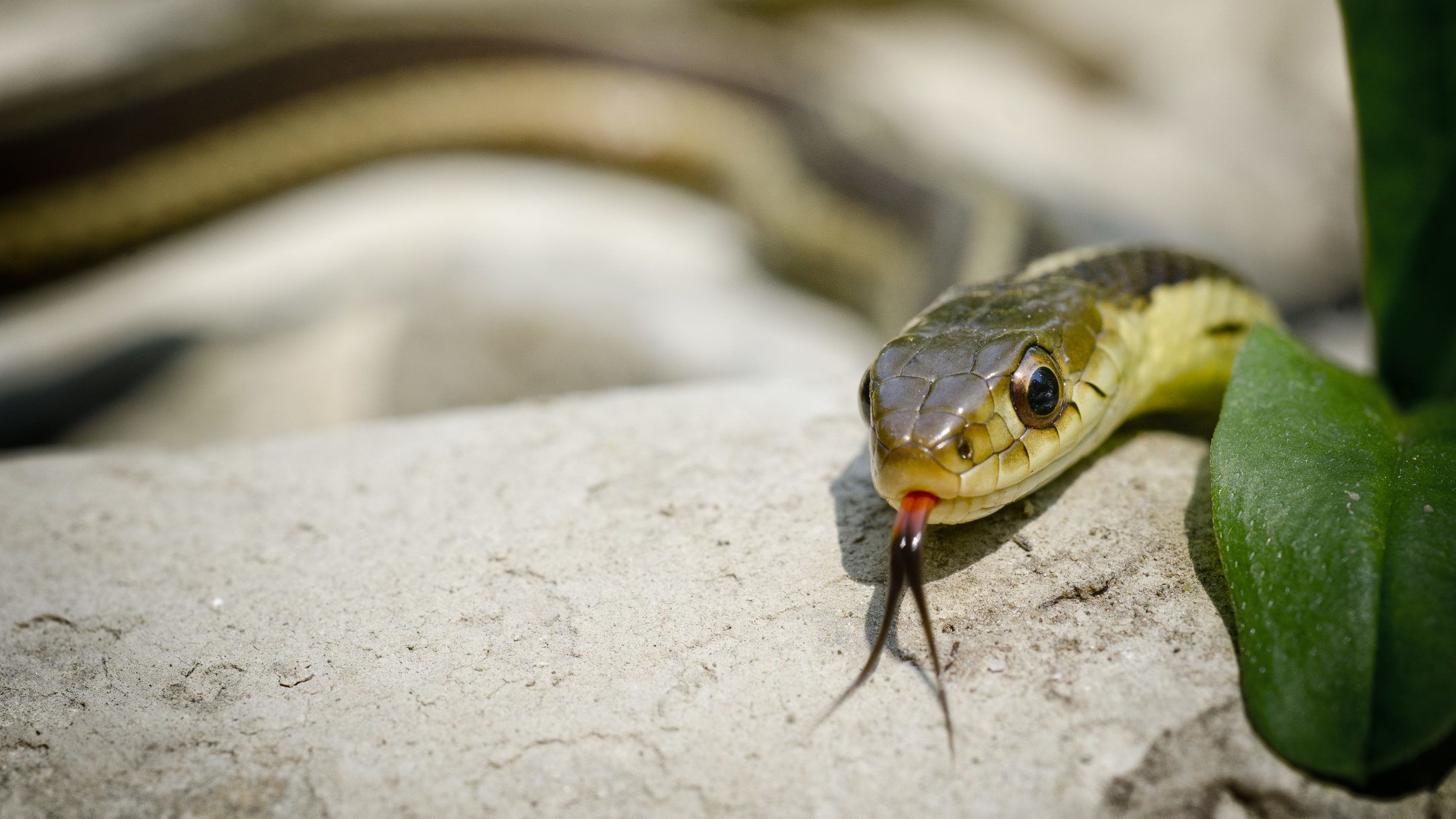 kígyó pikkelysömör kezelése pikkelysömör hogyan gyógyítható népi módszerekkel