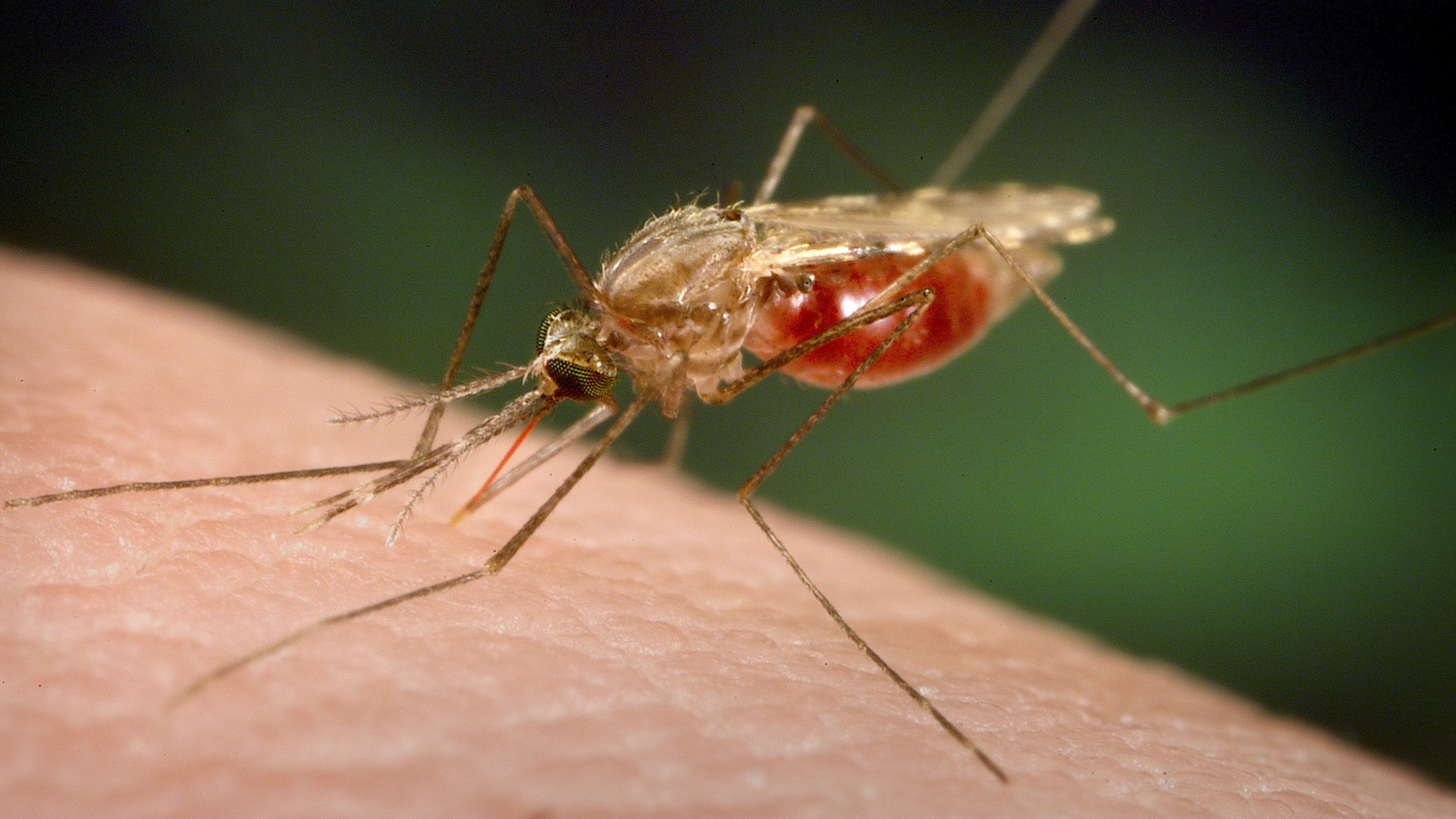 a Plasmodium malária esetében a szúnyog