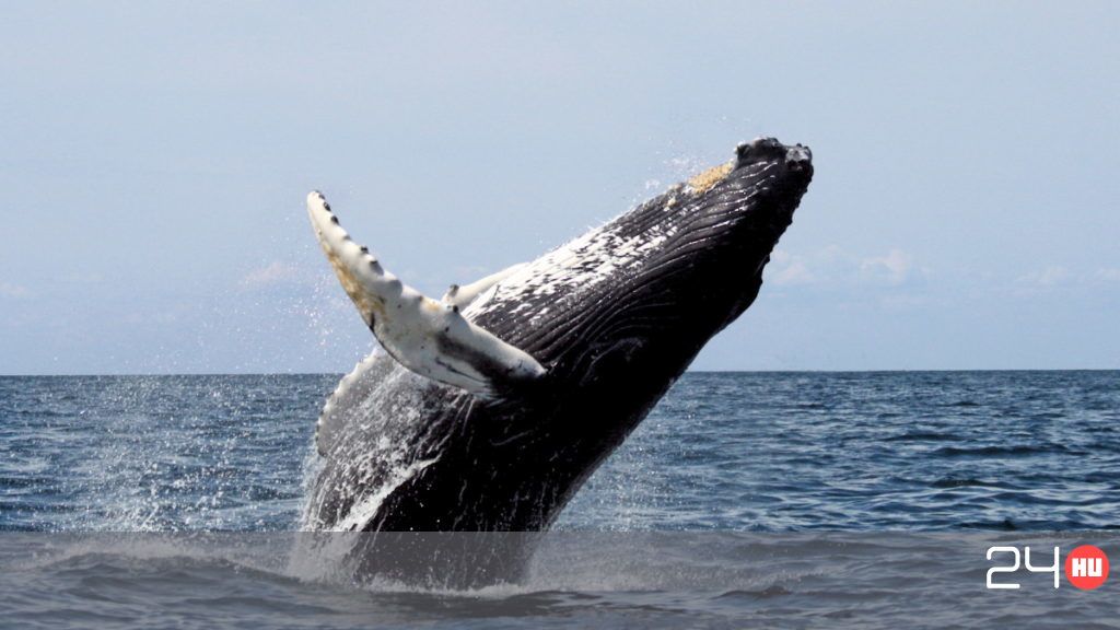 Gigantikus méretű bálnapéniszt kaptak lencsevégre - Ripost