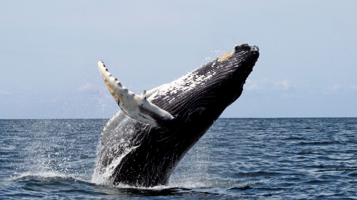 bálna legnagyobb pénisz péniszpumpa modell
