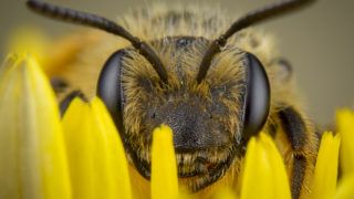 méh kezelés pikkelysömörhöz