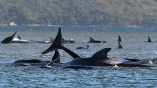 Felejthetetlen élmény: A Bajnokok le voltak nyűgözve a delfinek látványától