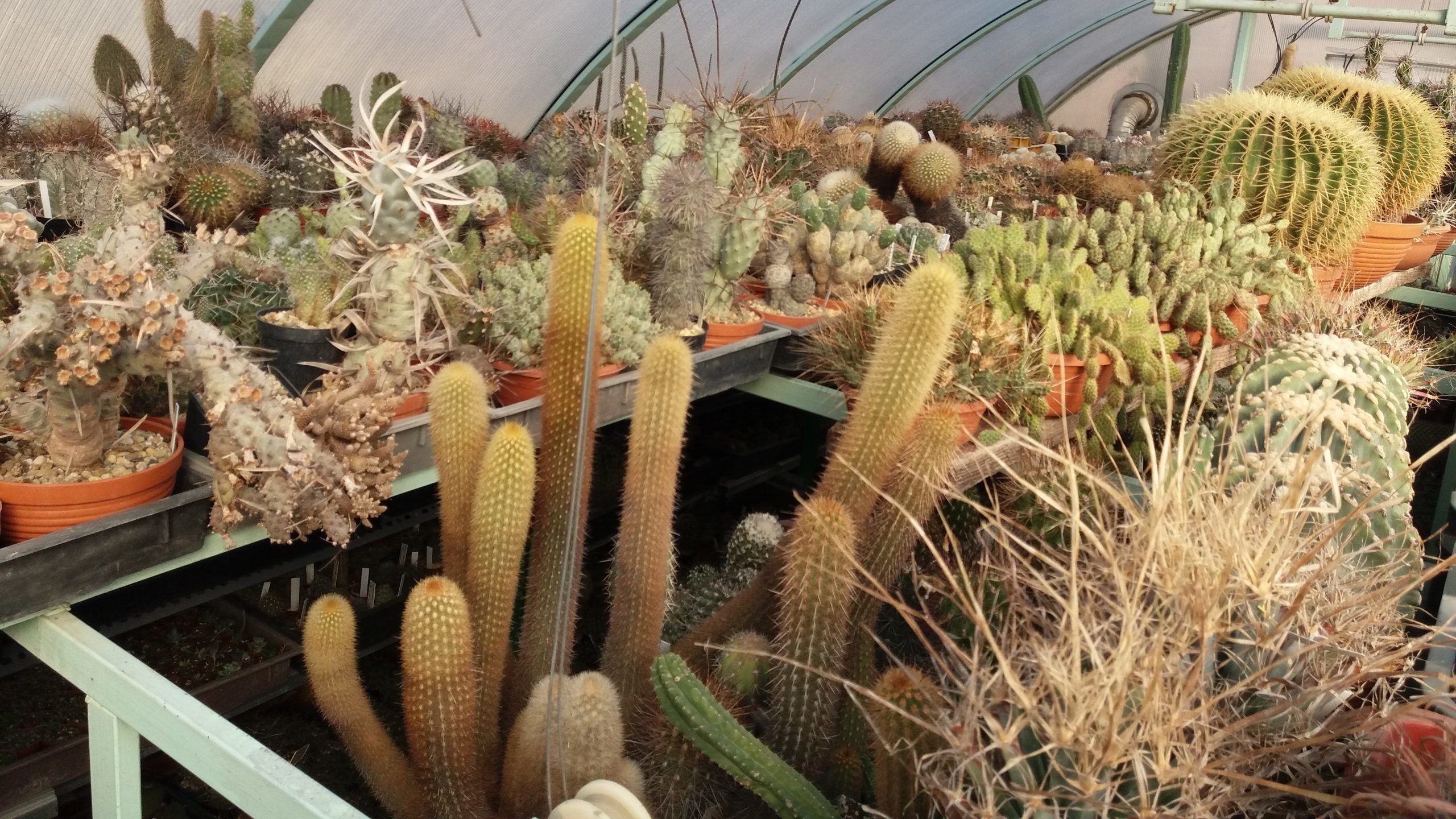 pikkelysömör kaktusz