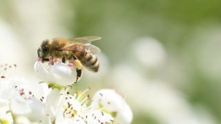 A méh genetikai rákja