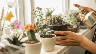 A karácsonyi kaktusz gondozásának részletes leírása: Hónapról-hónapra