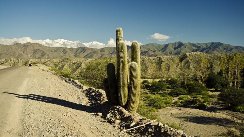 A kaktusz mentheti meg az emberiséget - HáziPatika