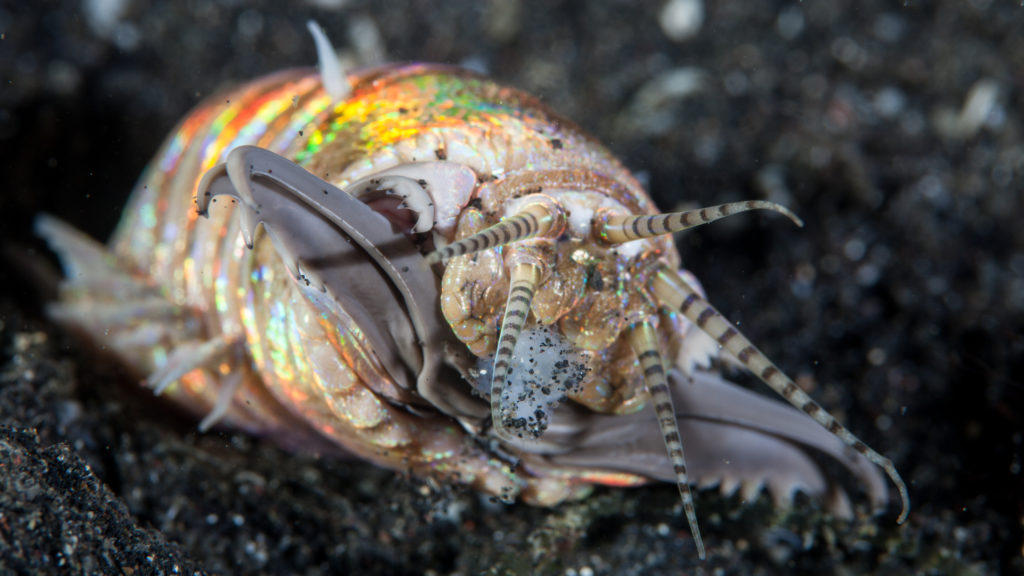 tengeri fergek az emberre veszélyes szalagféreg