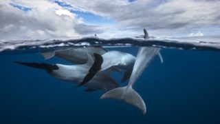 Felejthetetlen élmény: A Bajnokok le voltak nyűgözve a delfinek látványától