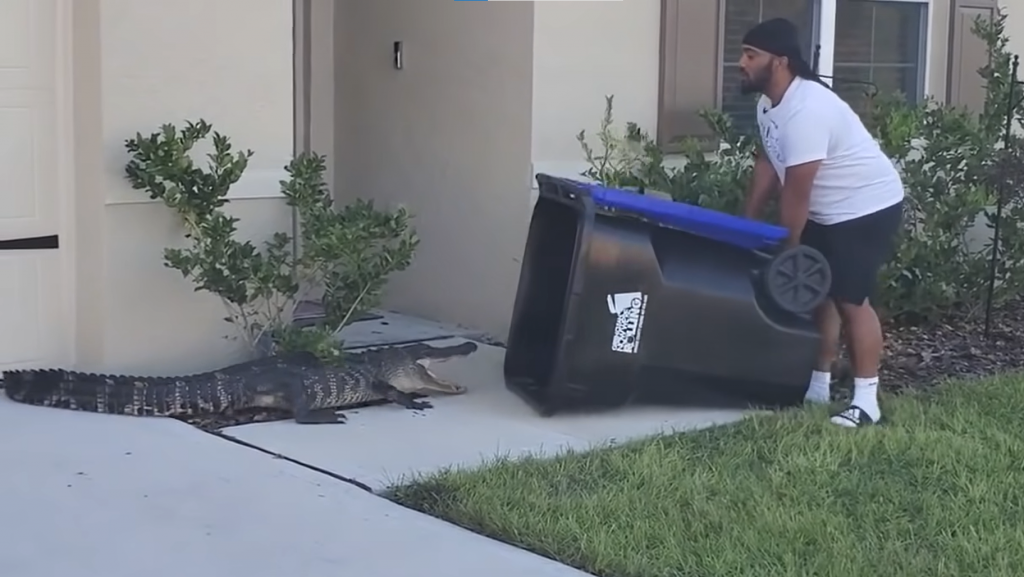 Vad videón, ahogy kukával fog be egy aligátort egy floridai apuka