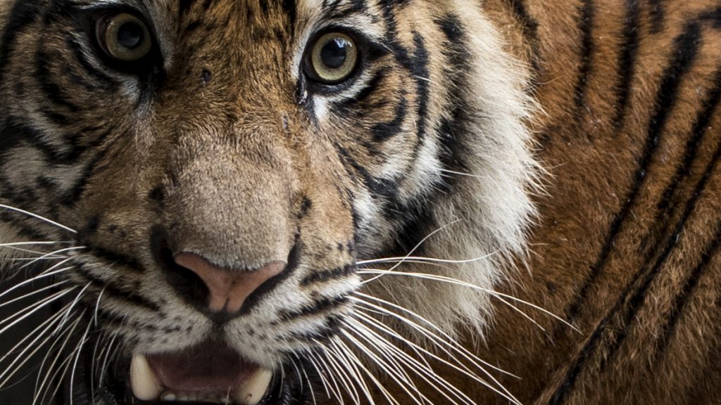 Gyilkos szumátrai tigrist fogtak el Indonéziában